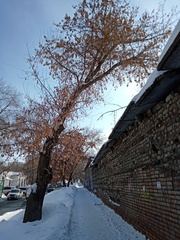 Acer negundo