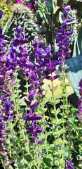 Salvia