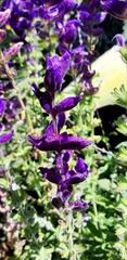 Salvia
