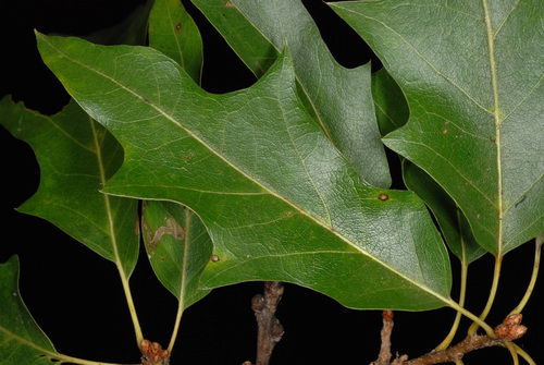 Quercus X heterophylla