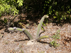 Image of Nyctocereus guatemalensis