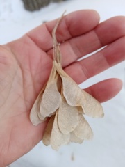 Acer negundo