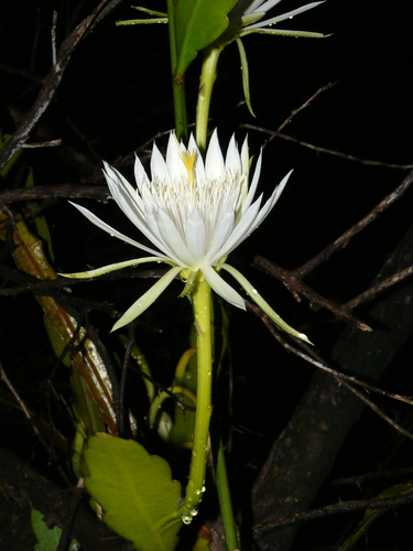 Epiphyllum image