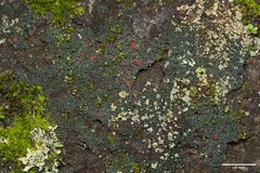 Fuscopannaria coralloidea