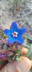 Anchusa calcarea