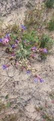 Anchusa calcarea
