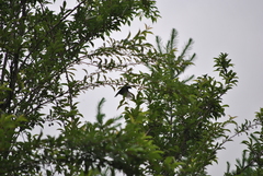 Dicaeum melanozanthum