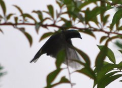 Dicaeum melanozanthum