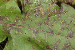 Puccinia taraxaci