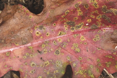 Puccinia taraxaci