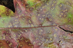 Puccinia taraxaci