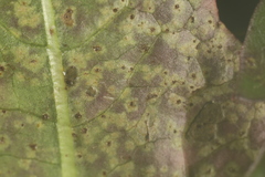 Puccinia taraxaci