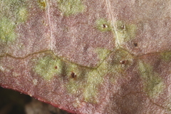 Puccinia taraxaci