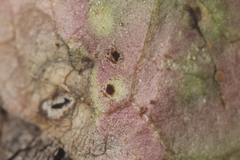 Puccinia taraxaci