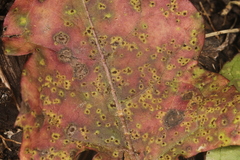 Puccinia taraxaci