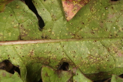 Puccinia taraxaci