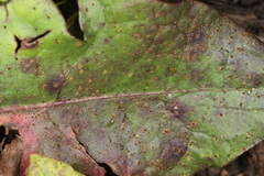 Puccinia taraxaci