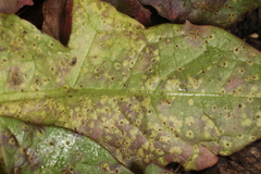Puccinia taraxaci