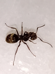 Dolichoderus bispinosus