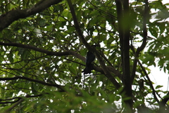 Dicrurus macrocercus