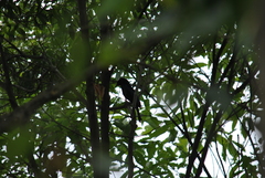 Dicrurus macrocercus