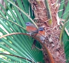 Synallaxis erythrothorax