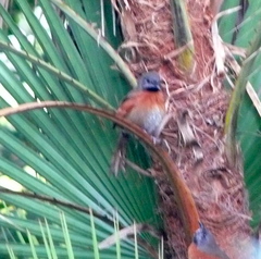 Synallaxis erythrothorax