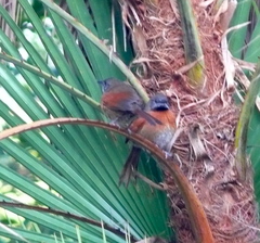 Synallaxis erythrothorax