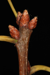 Quercus × heterophylla