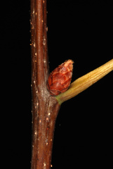 Quercus × heterophylla