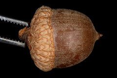 Quercus × heterophylla