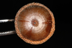 Quercus × heterophylla