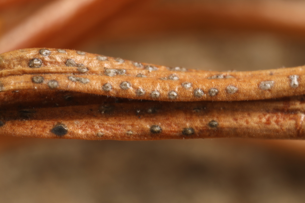 Cryptocline taxicola