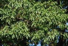 Quercus × heterophylla