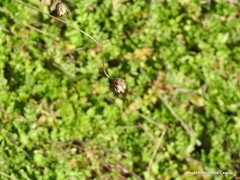 Mantisalca salmantica