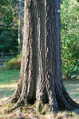 Quercus × heterophylla