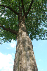 Quercus × heterophylla