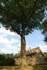Quercus × heterophylla