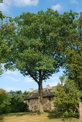 Quercus × heterophylla