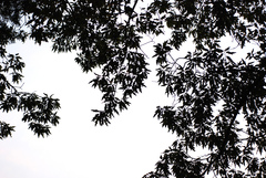 Quercus × heterophylla