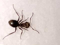 Dolichoderus bispinosus