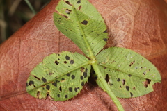 Polythrincium trifolii