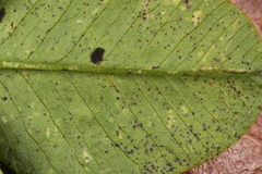 Polythrincium trifolii