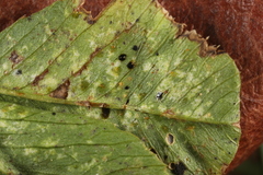 Polythrincium trifolii