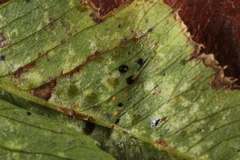 Polythrincium trifolii