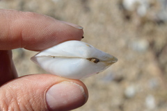 Austromacoma constricta