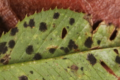 Polythrincium trifolii