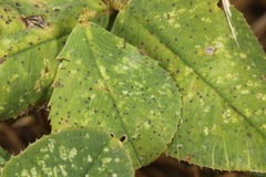 Polythrincium trifolii