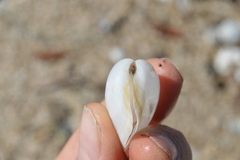 Austromacoma constricta