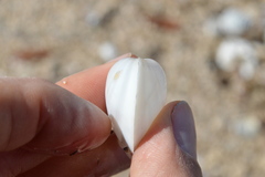 Austromacoma constricta